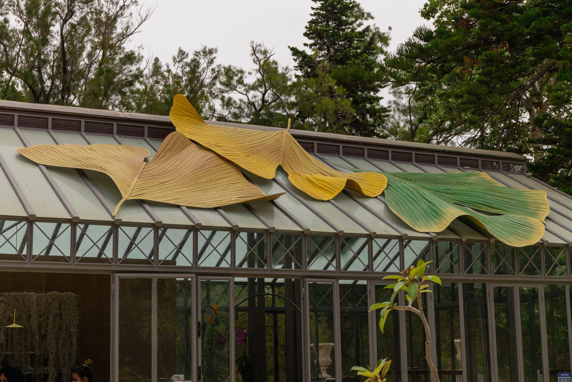 Serra dell'Orto Botanico di Palermo — copertura con foglie di ginkgo